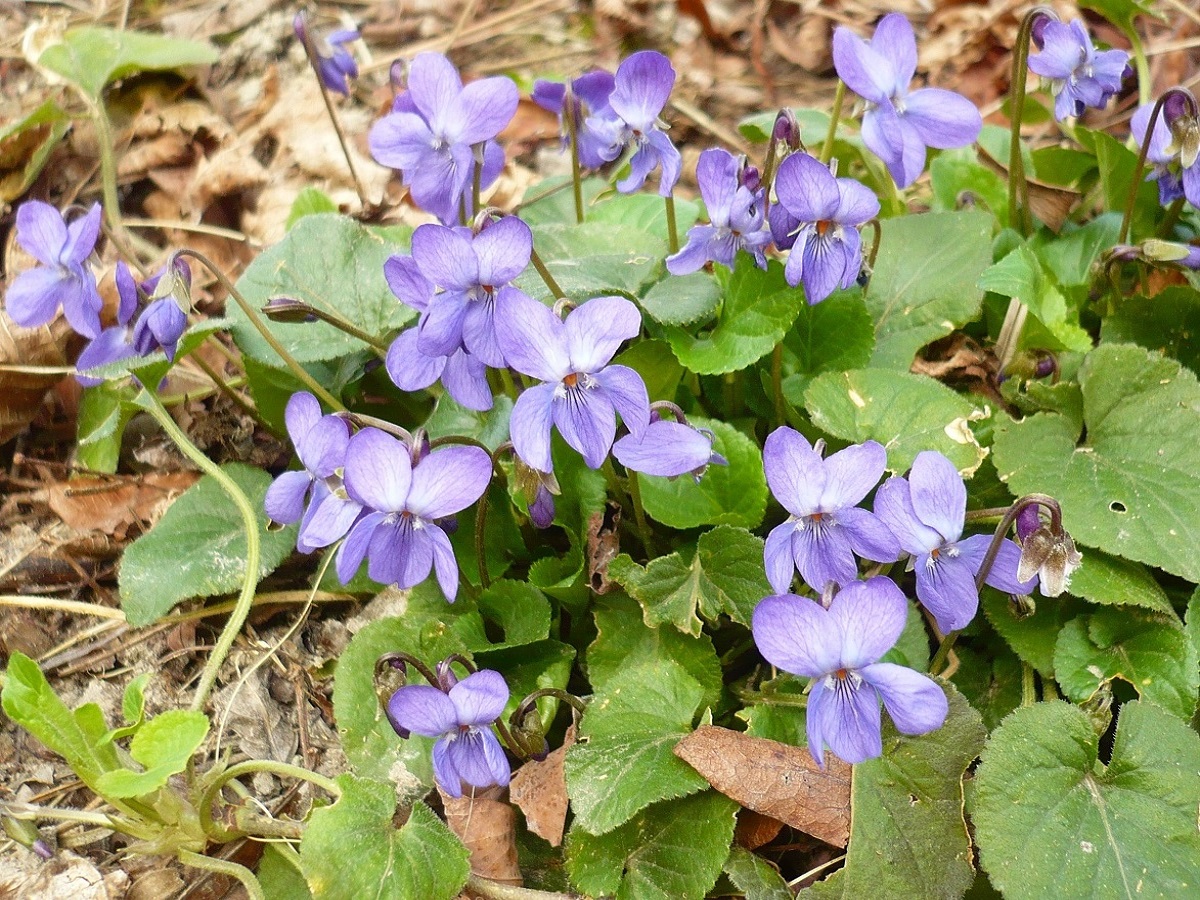 Viola hirta x V. odorata (Violaceae)
